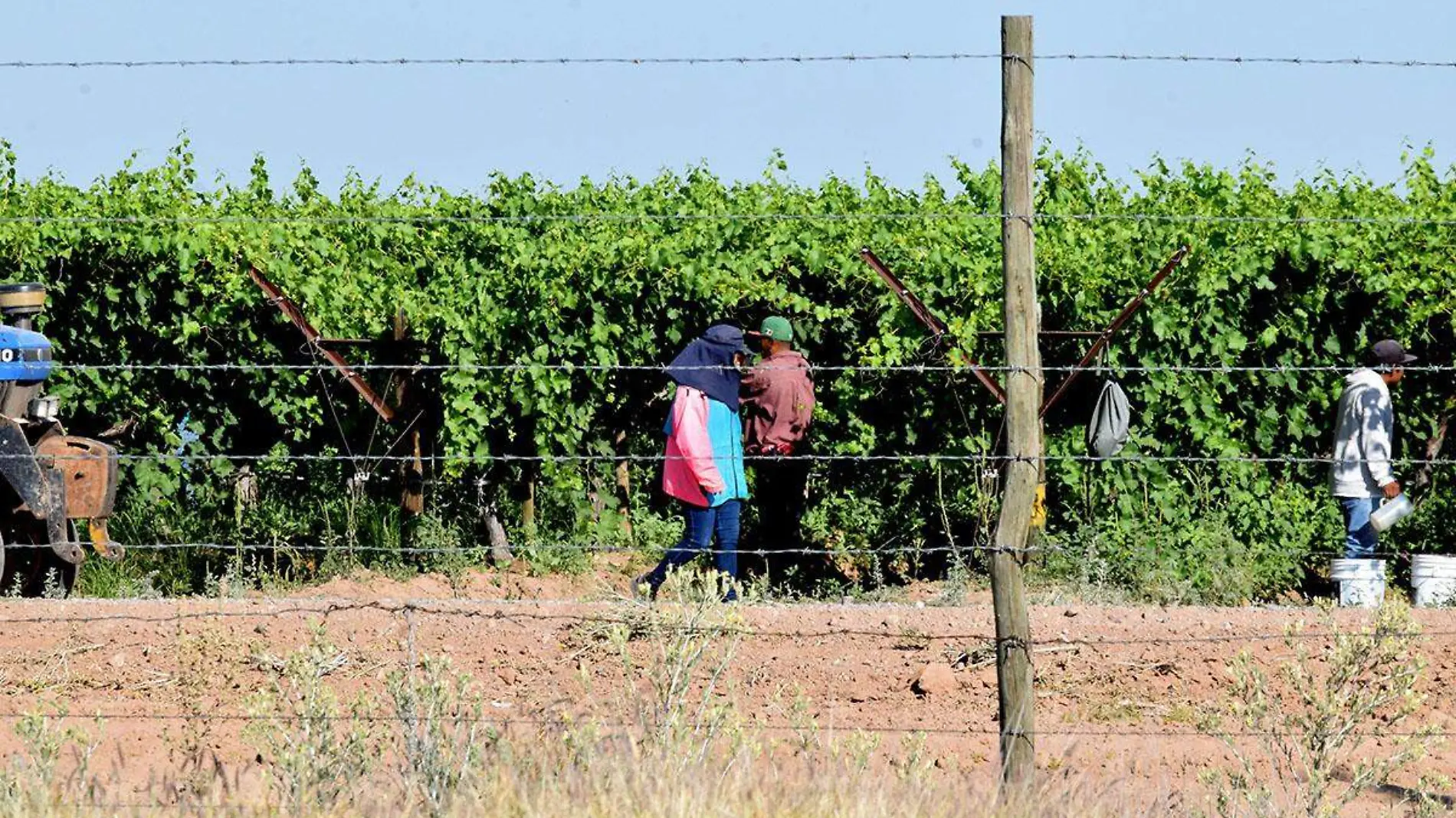 Jornaleros Agricolas Costa de Hermosillo 25